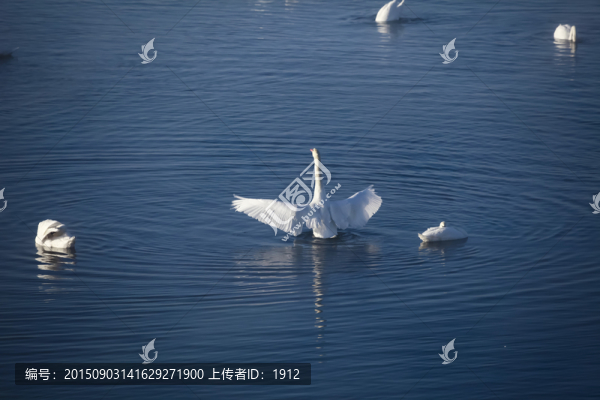 天鵝