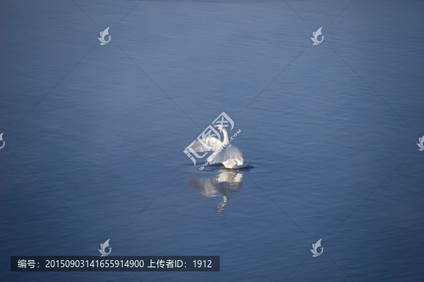 天鵝