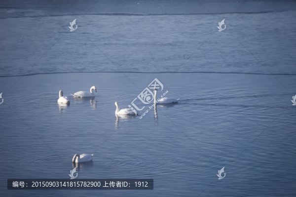 天鵝