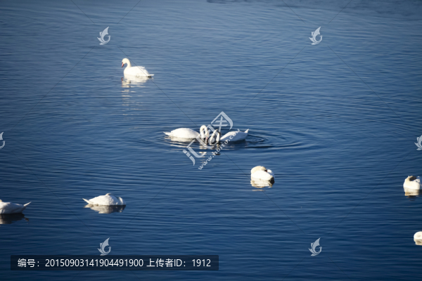 天鵝