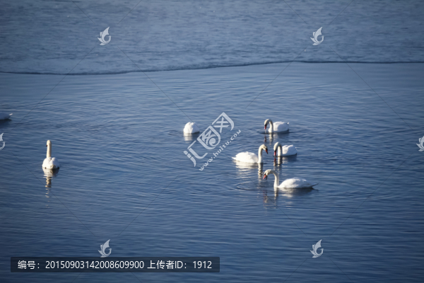天鵝