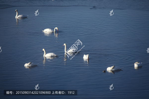 天鵝