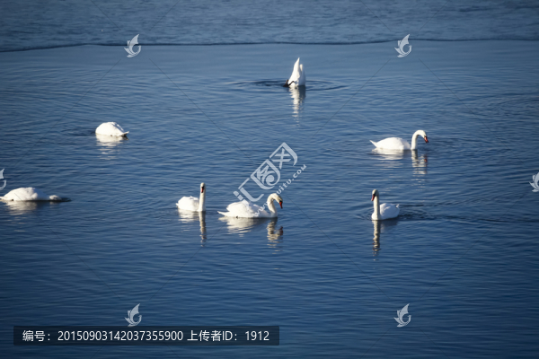 天鵝