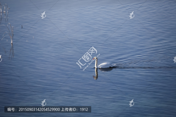 天鵝