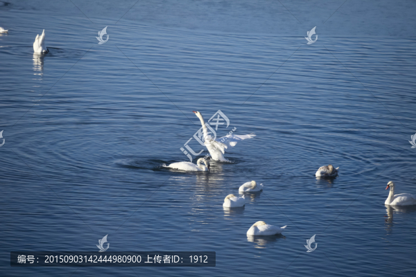 天鵝