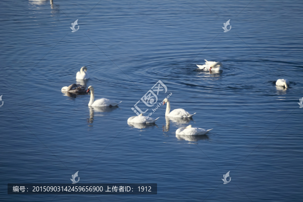 天鵝