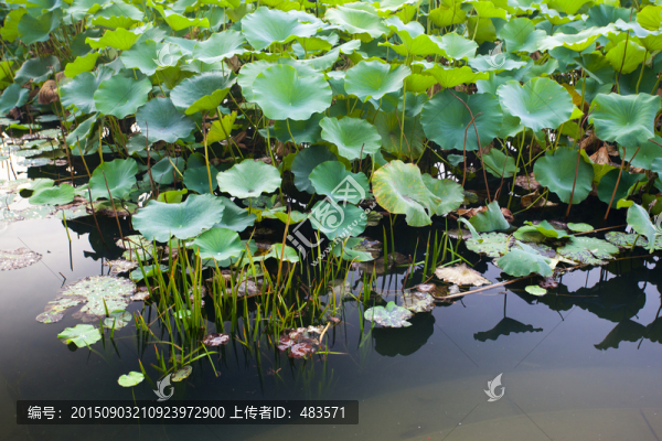 荷葉