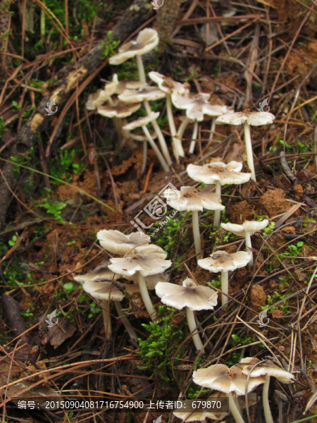 雞樅花