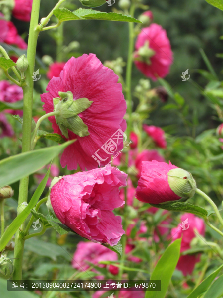 蜀葵花
