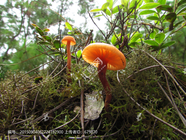 皮條菌