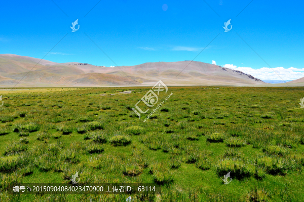 西藏風光,高原濕地,藍天白云