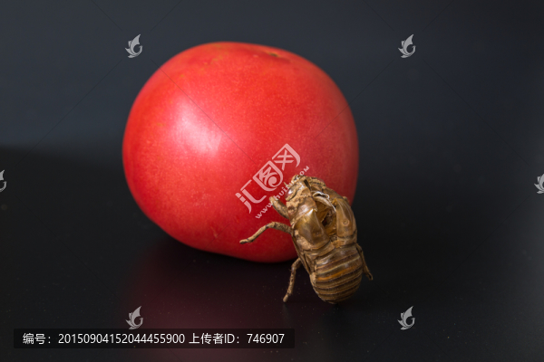 蟬蛻和西紅柿
