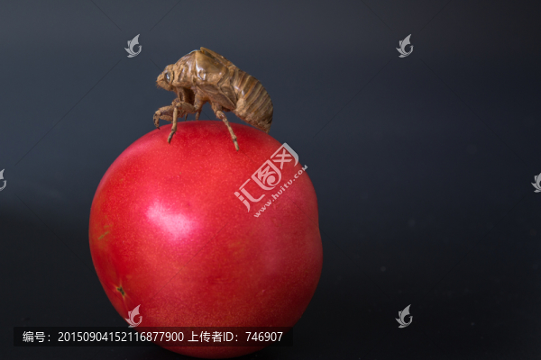 蟬蛻和西紅柿