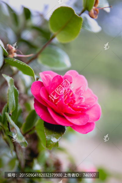 山茶花