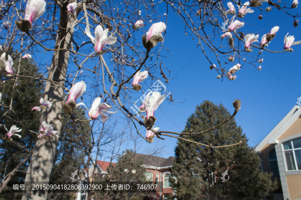 玉蘭花開