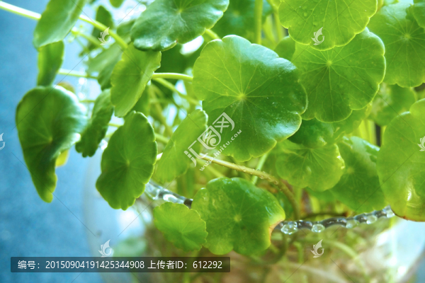 銅錢草