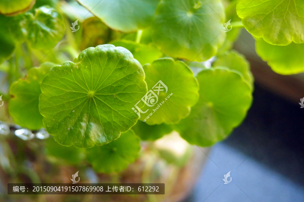 銅錢草