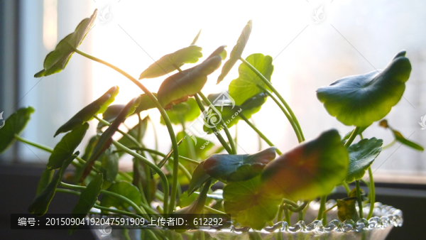 銅錢草