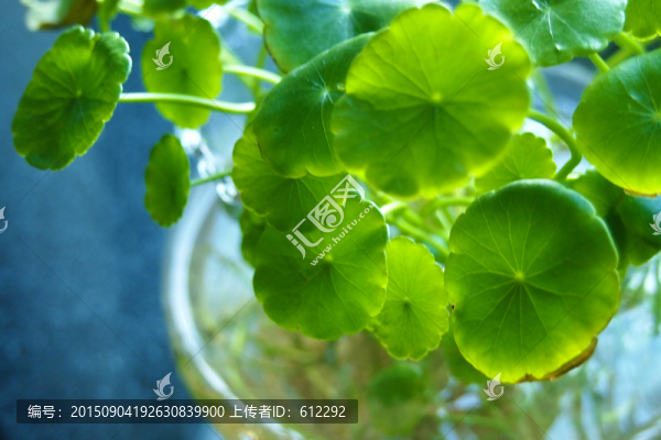 銅錢草