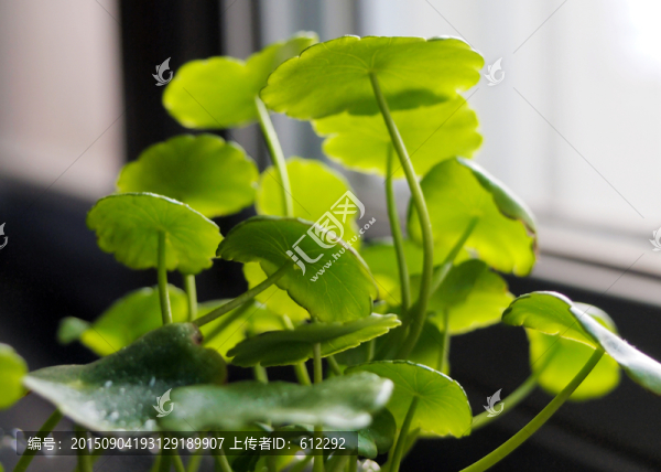 銅錢草