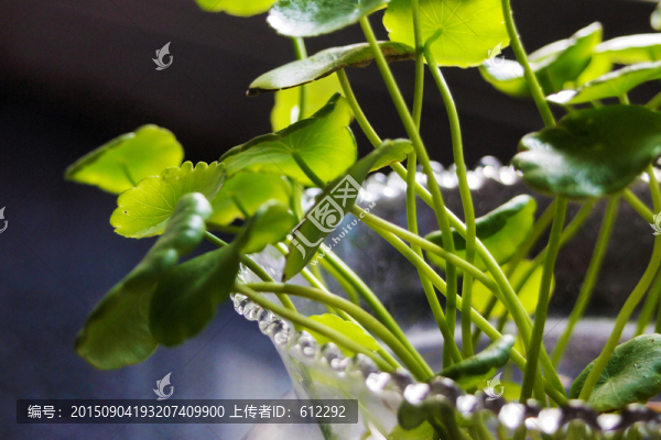 銅錢草