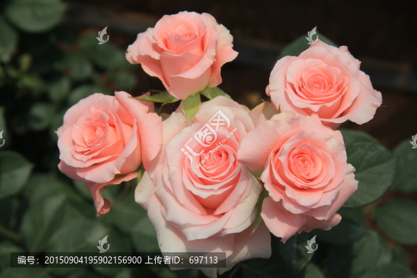 粉色玫瑰花