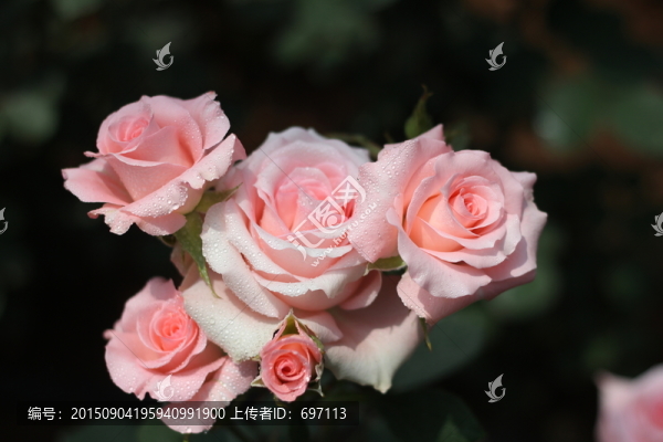 粉色玫瑰花