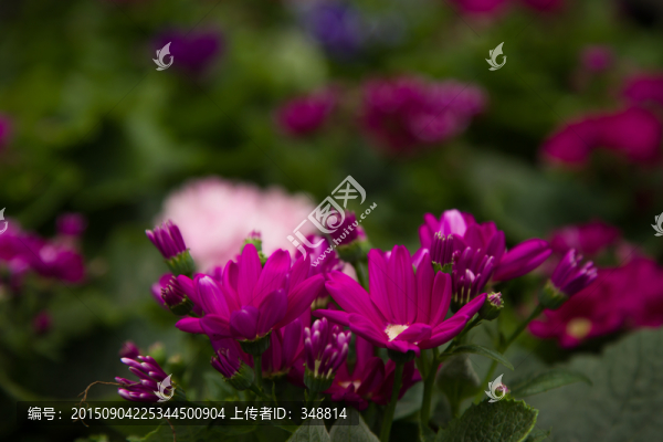 鮮花