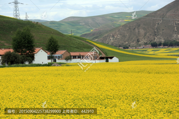 油菜花田