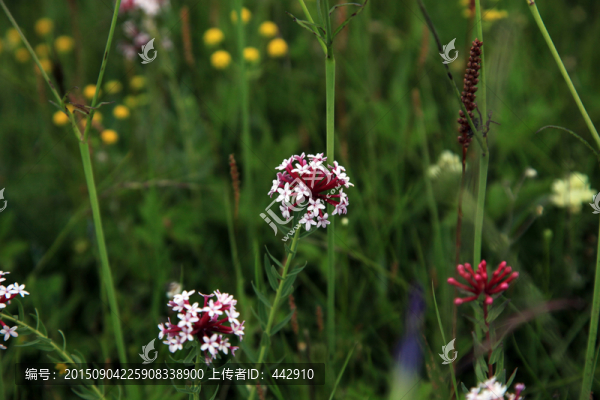 狼毒花