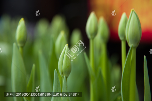鮮花
