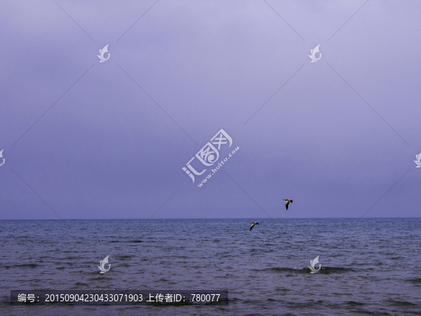 青海湖,候鳥