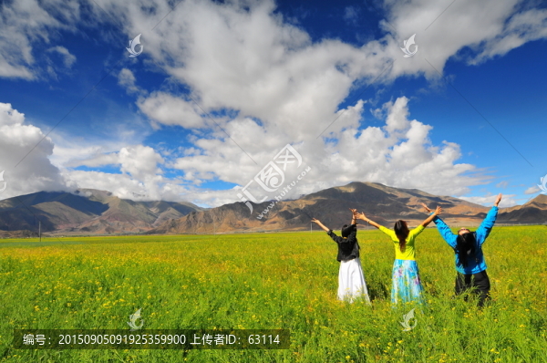 西藏風(fēng)光,青稞,藍天白云