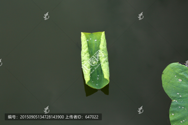 荷葉,荷塘