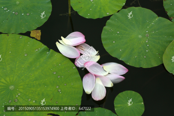 荷花片