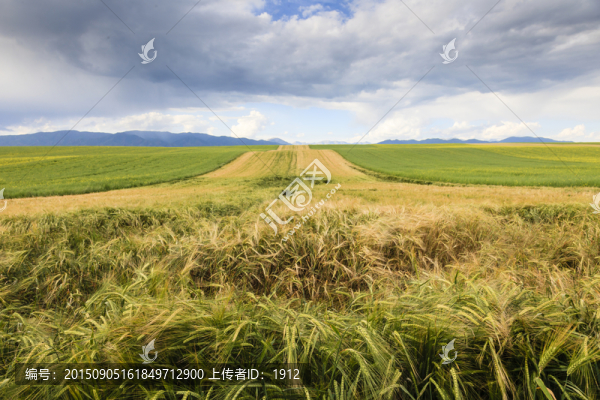 田野