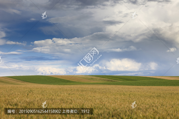 麥田