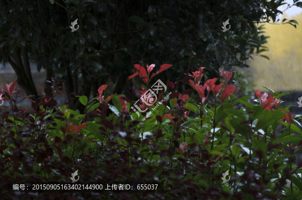 鴛鴦溪