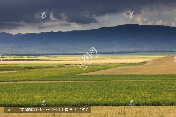 田野