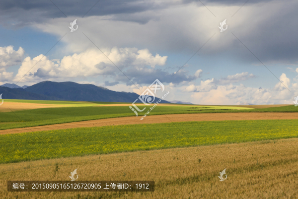 麥田