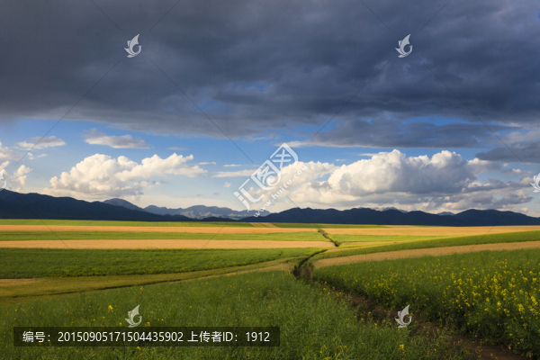 田野