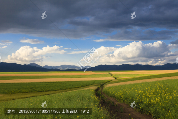 田野