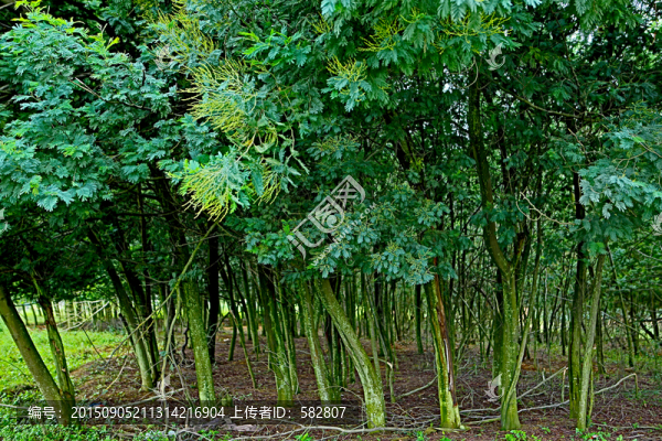 圣誕樹(shù)林