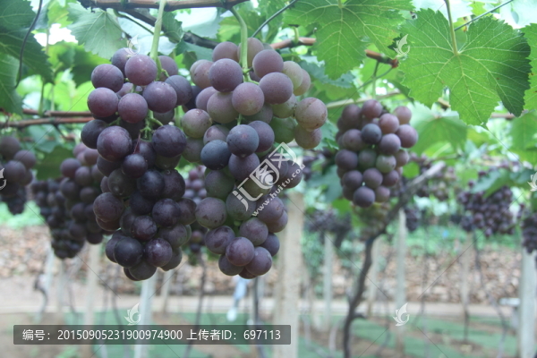 葡萄寫真