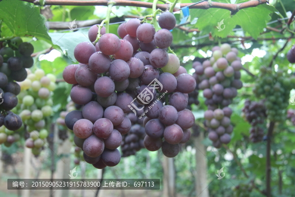 葡萄寫真