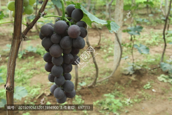 葡萄寫真