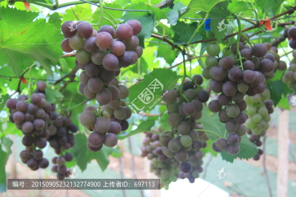 葡萄寫真