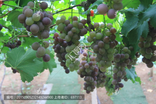葡萄寫真