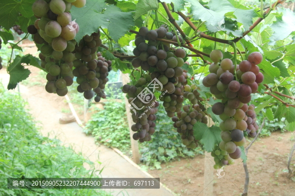 葡萄寫真
