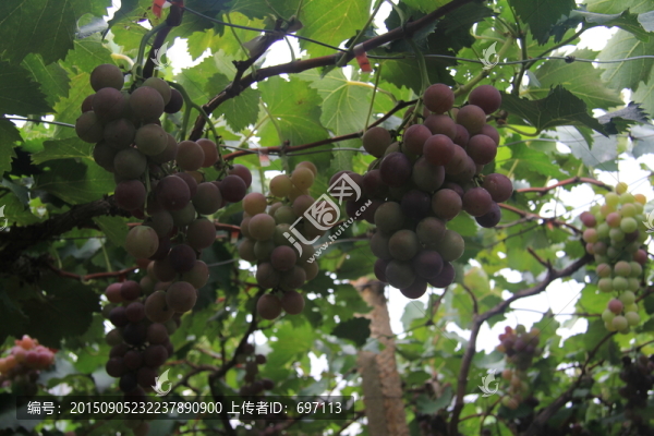 葡萄寫真